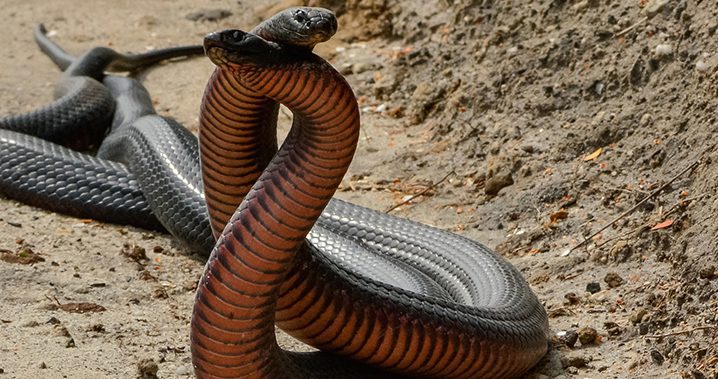 RED-BELLIED-BLACKSNAKES-1_WEB