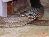 snake1
